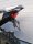 XL 750 Transalp ab 2023 Kennzeichenträger EVO